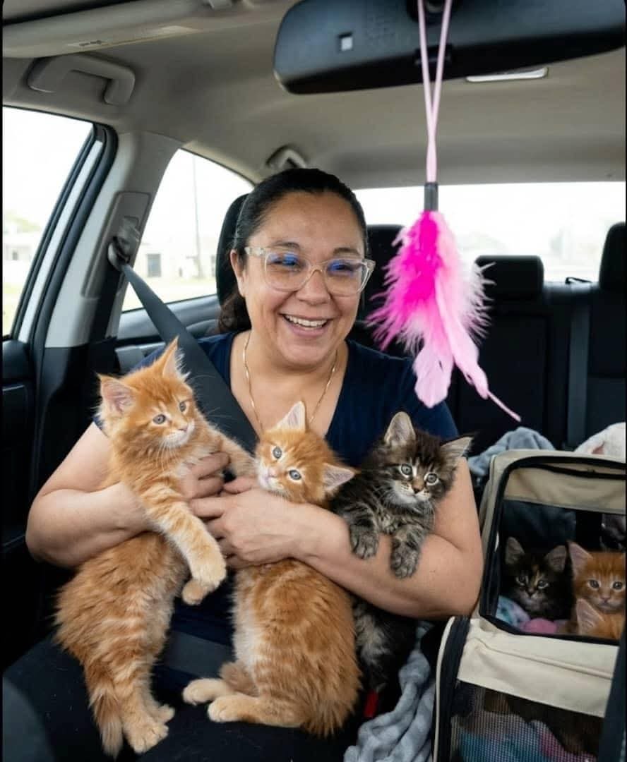 Nina, Luna, and Prosper — Maine Coon Kitten